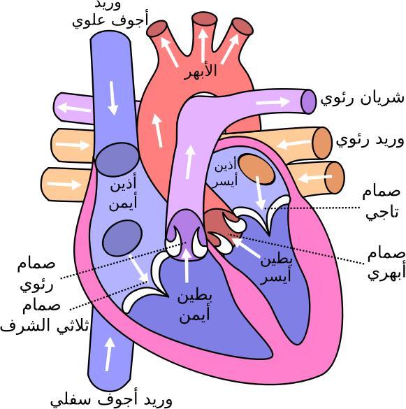 الجهاز الدورى فى الإنسان (القلب,الدم,الاوعية الدموية) Gallery_1173778500